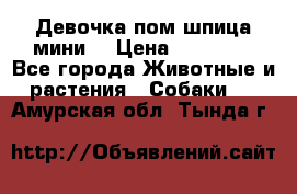 Девочка пом шпица мини  › Цена ­ 30 000 - Все города Животные и растения » Собаки   . Амурская обл.,Тында г.